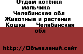 Отдам котёнка (мальчика ) - Челябинская обл. Животные и растения » Кошки   . Челябинская обл.